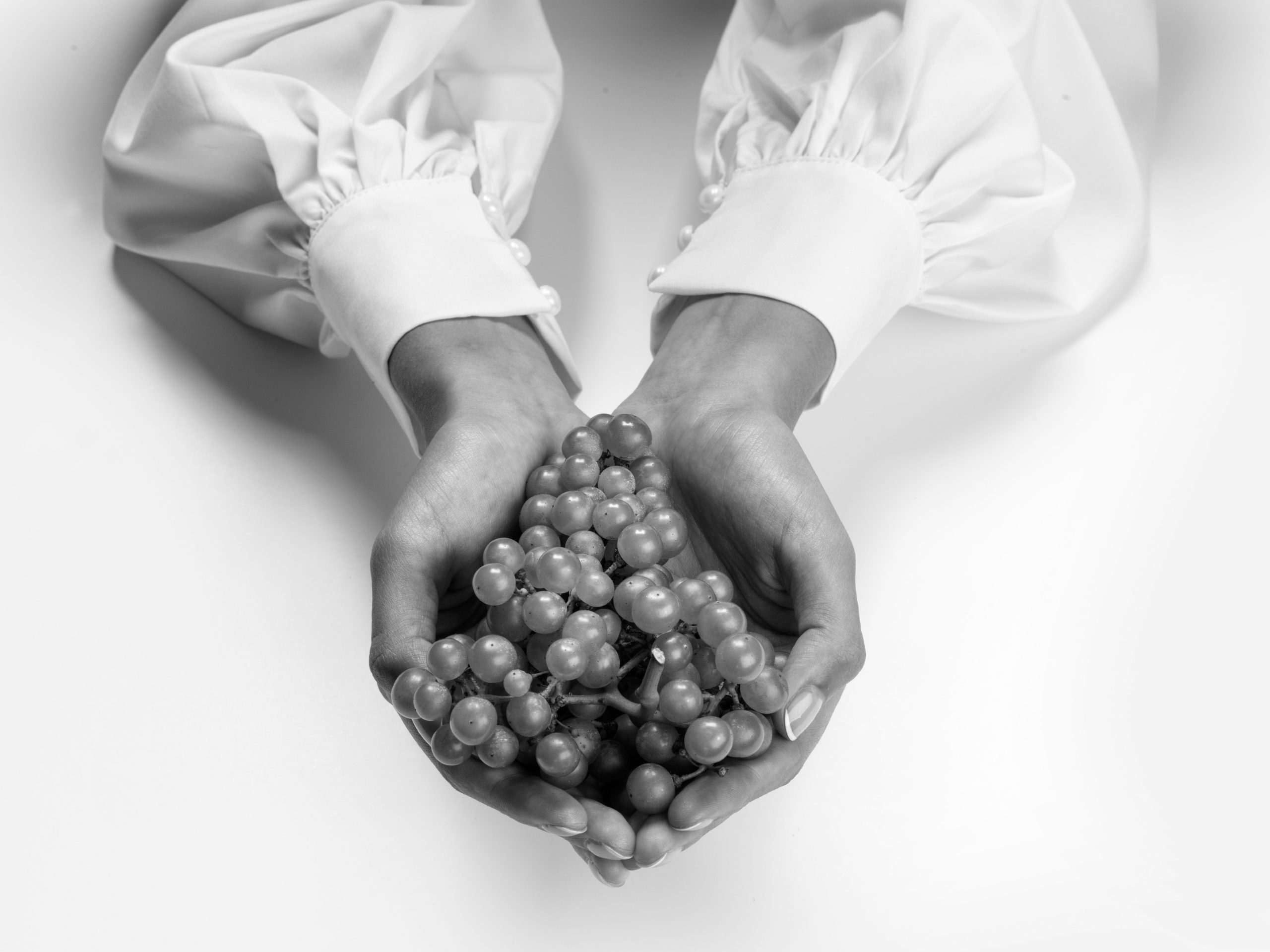 Ferrari Trento: the grape harvest gets underway